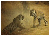 battle for survival